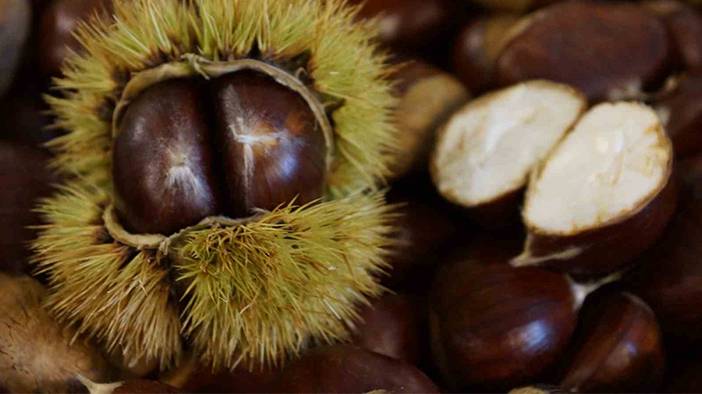 Pişince köpürüyorsa sakın yemeyin! Gerçek kestane nasıl anlaşılır? 2